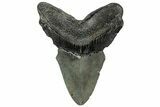 Bargain, Fossil Megalodon Tooth - Serrated Blade #307278-1